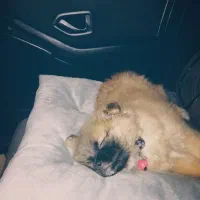 سگ پامر خرسی