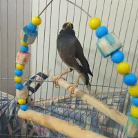 مرغ مینا سخنگو