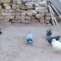 کبوتر پرشی
