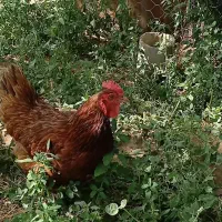 مرغ محلی تخم گذار