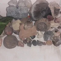 فسیلهای کلکسیونی