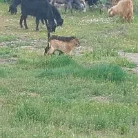 فروش بزبان بز غاله