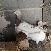 کفتر|پرنده|مشهد, میان ولایت|دیوار