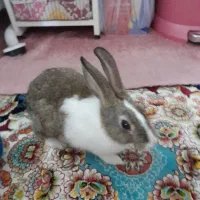 خرگوش|موش و خرگوش|گلبهار, شهر جدید گلبهار|دیوار