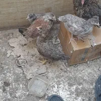 جوجه مرغ گلین