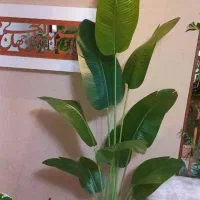 درختچه پرنده بهشتی