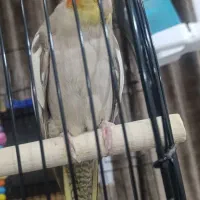 ماده عروس با جوجه