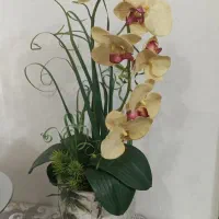 گلهای مجلسی
