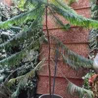 درخت کاج مطبق ۷ طبق