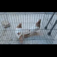 کفتر کبوتر سینه زرد