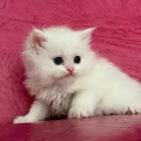 بچه گربه پرشین سفید