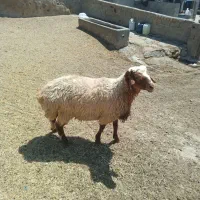 قوچ همو دوراس