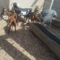 بزوبزغاله