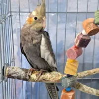 ۴عدد جوجه عروس هلندی