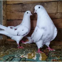 کفتر خالپیس طهرانی