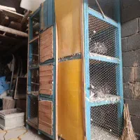 قفس بزرگ