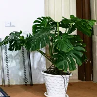 گل مونسترا کینگ