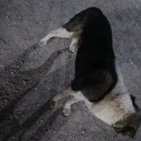سگ ۰