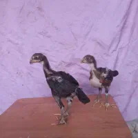 جوجه لاری اصیل
