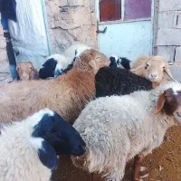 بره محلی چاق