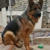 سگ ژرمن