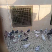 کفتر|پرنده|قنوات, |دیوار