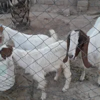 دو بز دو کهره ای