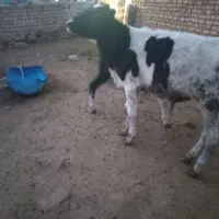 گوساله