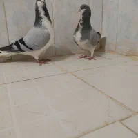 نرو ماده بهرنگ