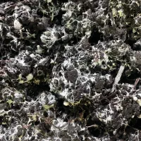 کار در پرورش قارچ