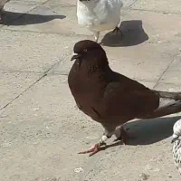 کفتر