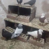 کبوتر