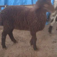 دوتا ماده بره افشار