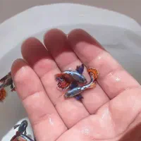 گوپی مولی آنجل زبرا اسکات اسکار ماهی آکواریوم کرج