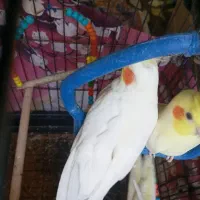 عروس هلندی ماده بالغ دستی