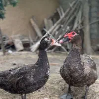 اردک رنگ خاص کوکویاطوسی