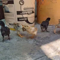 جوجه مرغ محلی چهل تاج