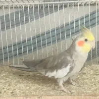 عروس هلندی نر بالغ