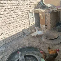غاز