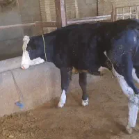 گوساله ماده سیمینتال درجه یک یک باب داشت و قصابی