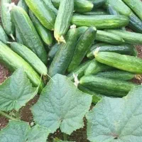 فروش محصولات ارگانیک