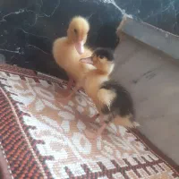 اردک‌