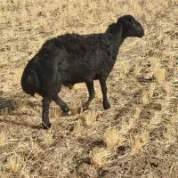 قوچ قزل افشار جوان