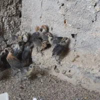 جوجه براکل، گلین، سبرایت، برهما