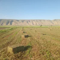 یونجه چین دوم