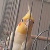 عروس هلندی نر