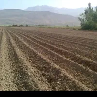 اجاره 12هکتار زمین کشاورزی زیرجوب پتک دیناروند