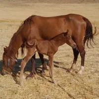 مادیان و کره اسب سرحال.