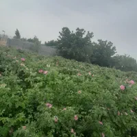 گلاب|خوردنی و آشامیدنی|مشهد, فرخد|دیوار