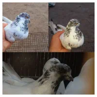 ۳عدد کبوتر نر
